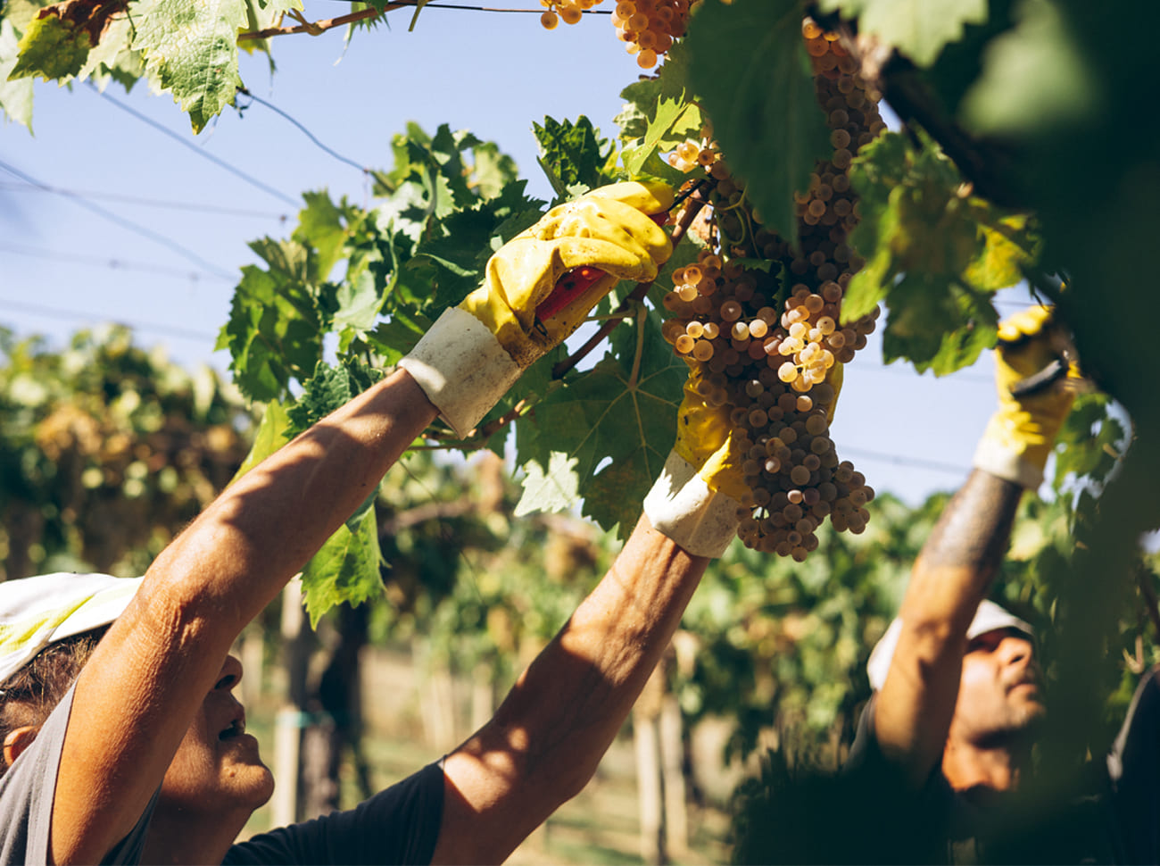 La Quercia viinamarjad