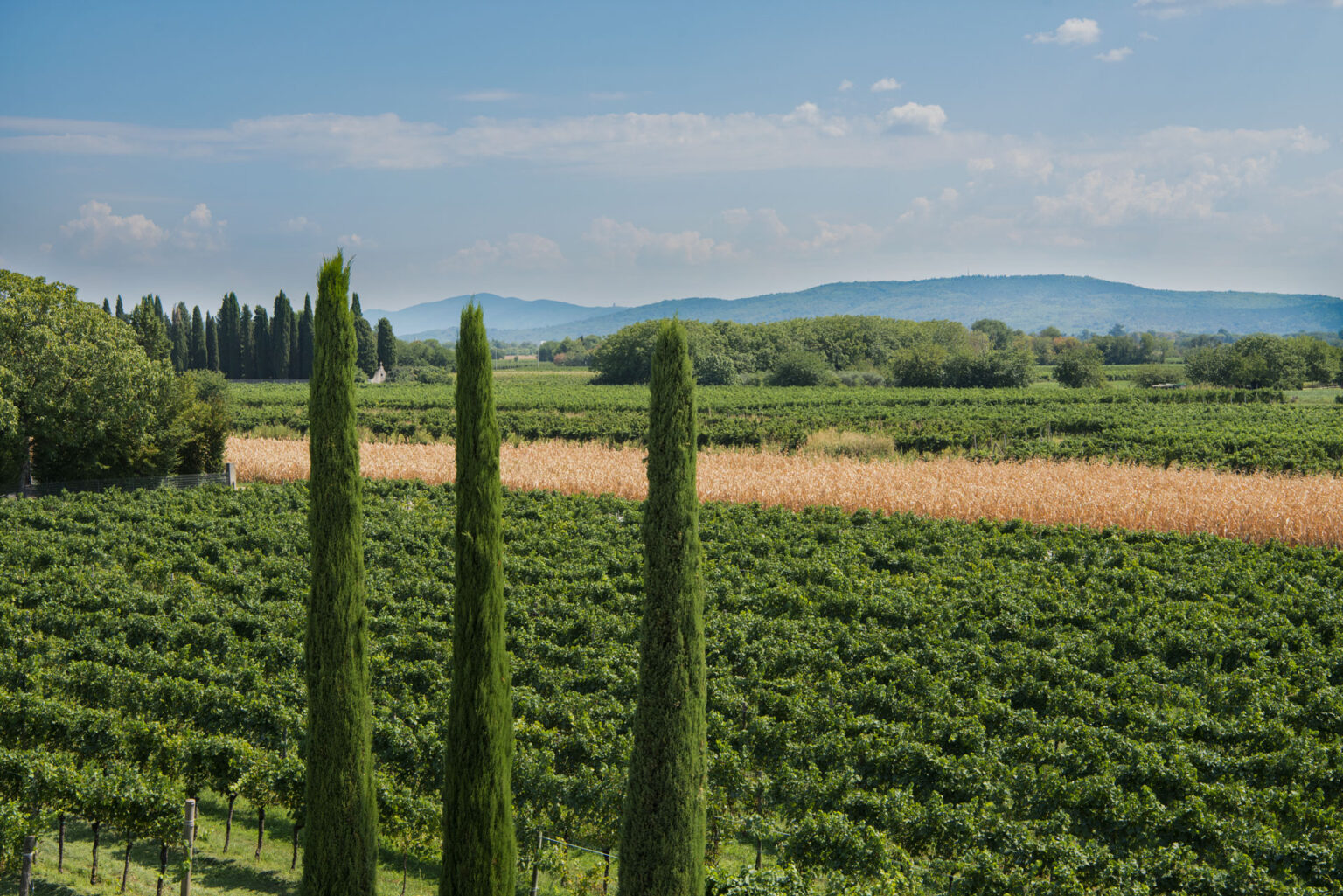 Tenuta Luisa territoorium